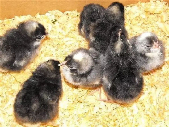 Pag-breeding ug Radar Breed Chickens - Andalusian Blue 9790_7