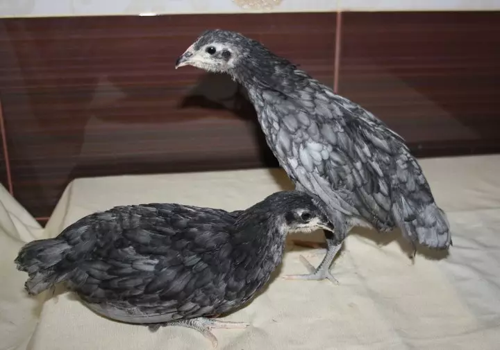 Pag-aanak at Radar Breed Chickens - Andalusian Blue. 9790_8