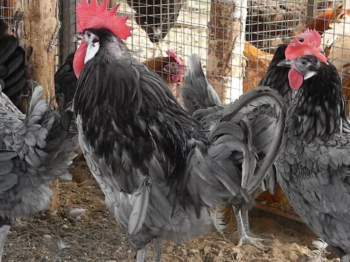 Breeding and radar race poulets - bleu andalou 9790_9