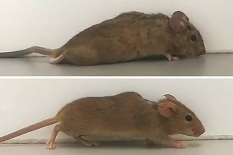 A proteína "deseñadora" axudou a paralizar os ratos a camiñar