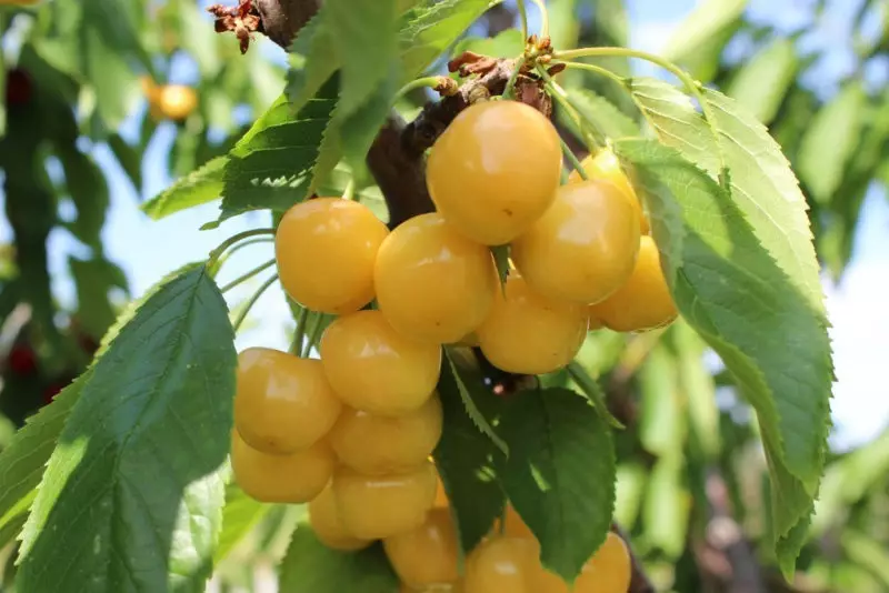 Kuning Sweet Cherry: Varieti yang menarik dan ciri-ciri mereka 9872_2