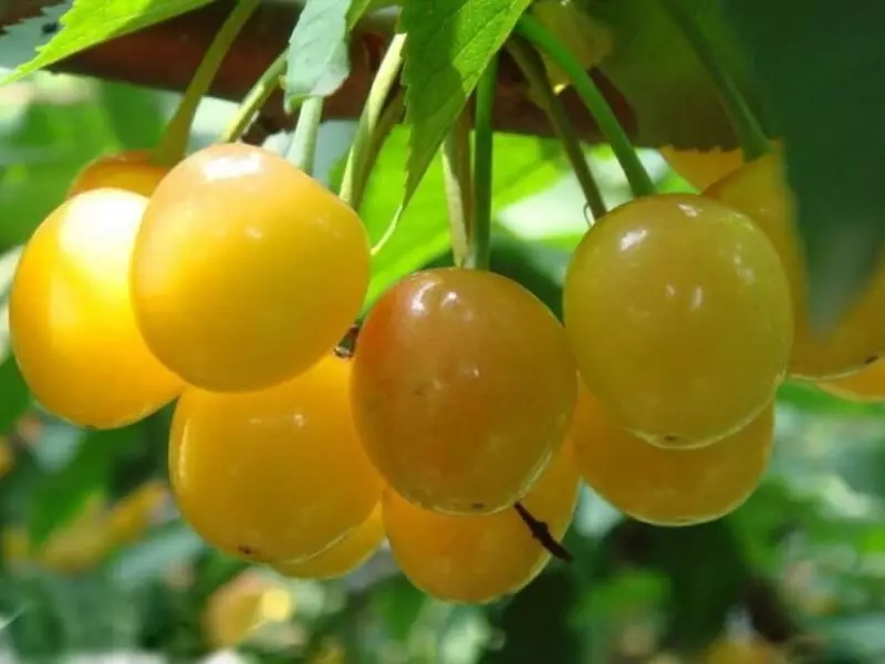 Cherry ngọt ngào màu vàng: Các giống thú vị và tính năng của chúng 9872_3